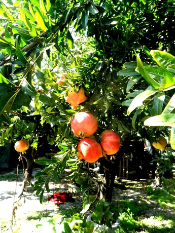 Imagen de los exteriores del Casa de Huéspedes Villa Rocla Guest House Pompei. Foto 6