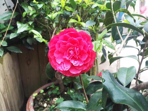 Imagen de la habitación del Casa de Huéspedes Yunshuiyao Yuntian. Foto 7