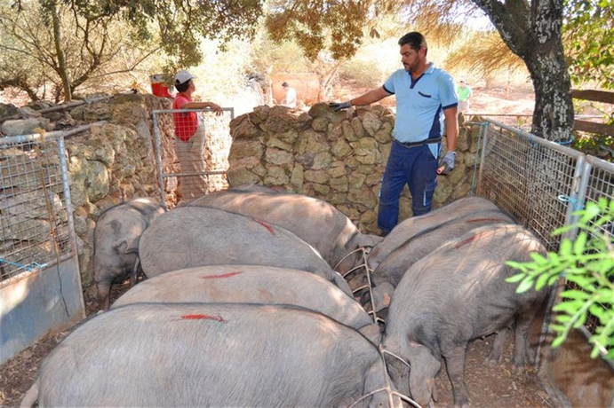 Imagen de los exteriores del Finca Rústica Agroturisme Na Martina. Foto 13