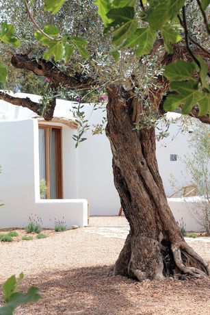 Imagen de la habitación del Finca Rústica Aguamadera Ibiza. Foto 4