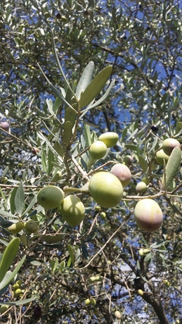 Imagen de los interiores del Finca Rústica Gigliotto Sicilia. Foto 16