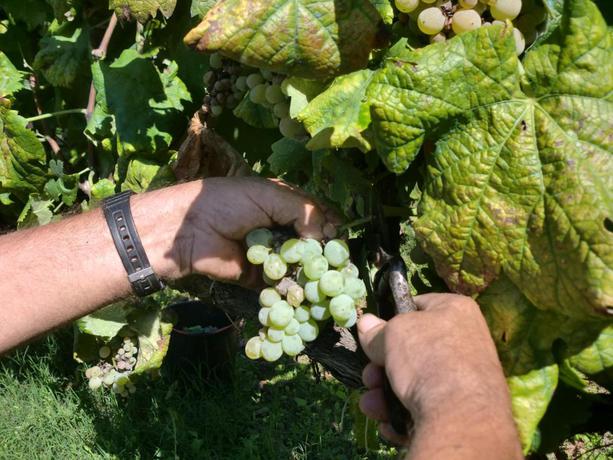 Imagen de los exteriores del Finca Rústica Lavandeira Douro Nature and Wellness. Foto 5