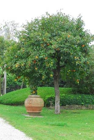 Imagen general del Finca Rústica Venicegreen Agriresort. Foto 16