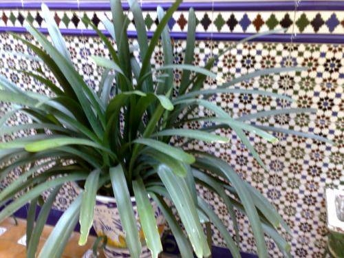 Imagen general del Hostal Atenas, Sevilla. Foto 15