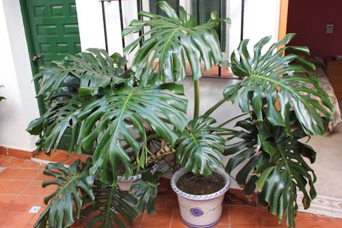 Imagen general del Hostal El Patio, Alhaurín de la Torre. Foto 5