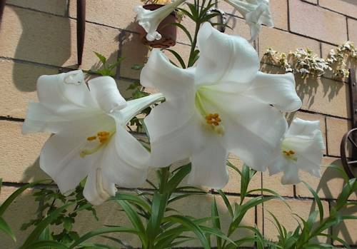 Imagen general del Hostal Europa, Castejon. Foto 3