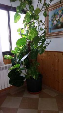 Imagen de la habitación del Hostal Los Rosales, Alcaraz. Foto 3