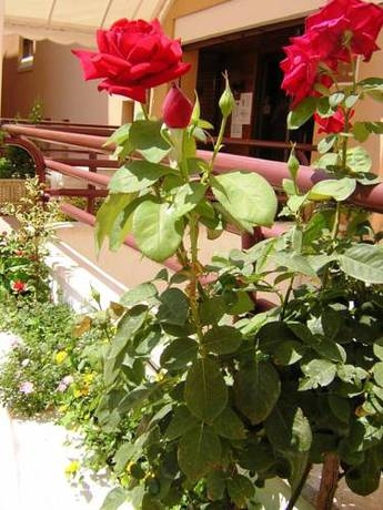 Imagen general del Hostal Roig. Foto 6