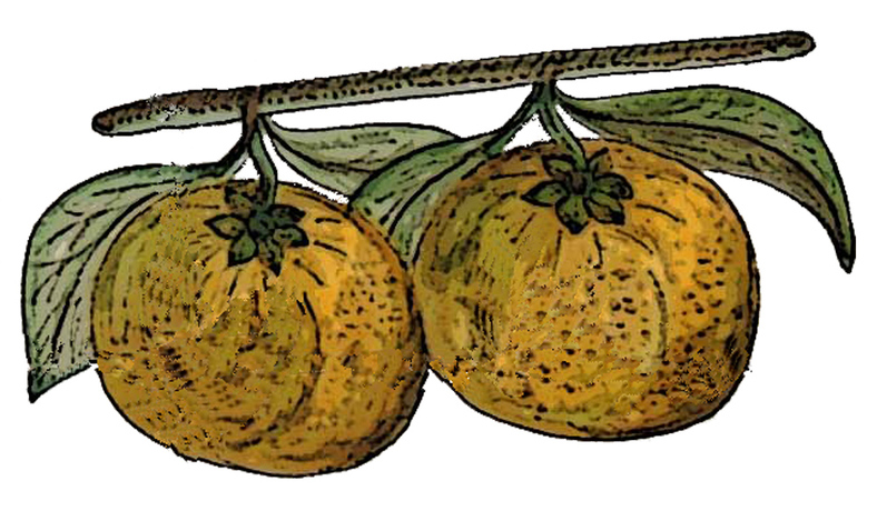 Imagen general del Hostal Rural Los Naranjos. Foto 2