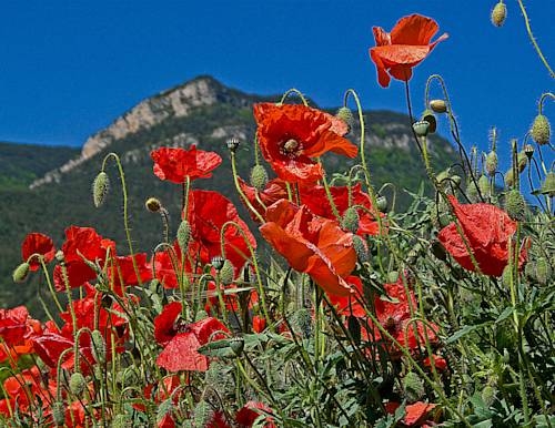Imagen general del Hostal Santuari De Paller. Foto 4