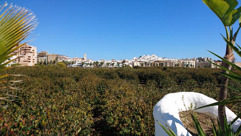 Imagen de los exteriores del Hostal Tropical, Almuñecar. Foto 7