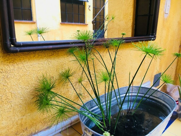 Imagen de los interiores del Hostel Andaina, Oaxaca de Ju&aacute;rez. Foto 33