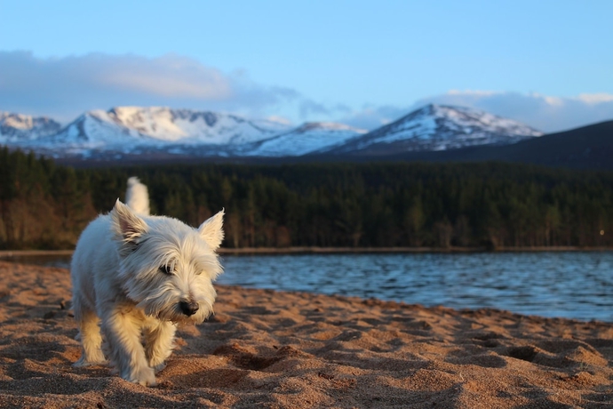 Imagen general del Hostel Cairngorm Lodge Youth. Foto 8