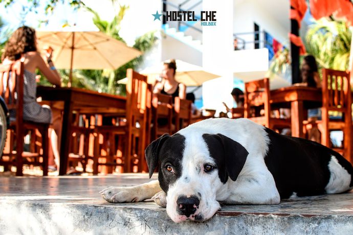 Imagen de la habitación del Hostel Che Holbox. Foto 9