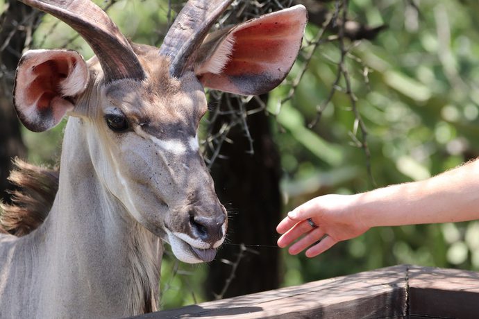 Imagen de los exteriores del Hostel Kruger Park. Foto 11