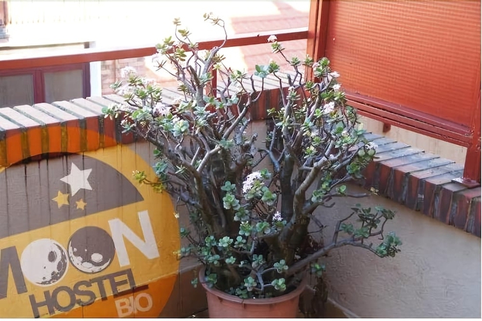 Imagen general del Hostel Moon Bio. Foto 2