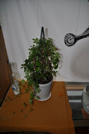 Imagen de la habitación del Hostel Nikkorisou Backpackers-. Foto 13