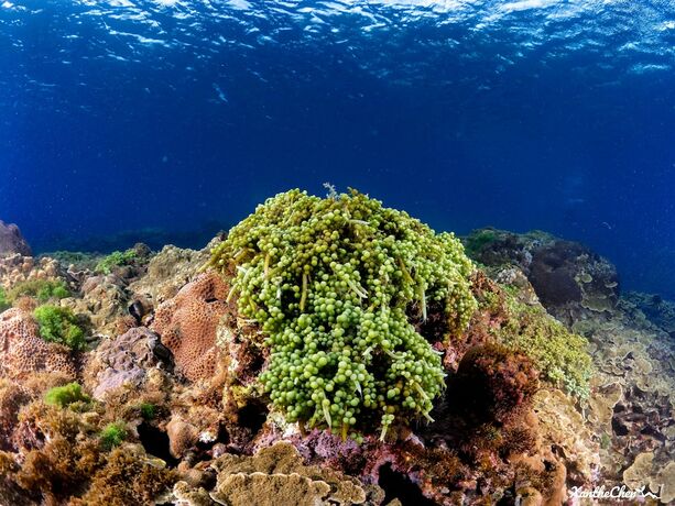 Imagen general del Hostel Taiwan Dive Resort -. Foto 2