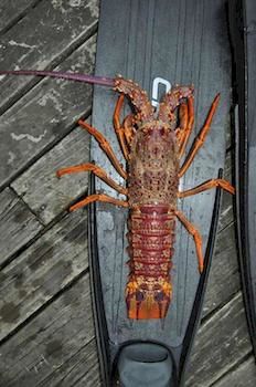 Imagen general del Hotel 16 Havelock. Foto 12