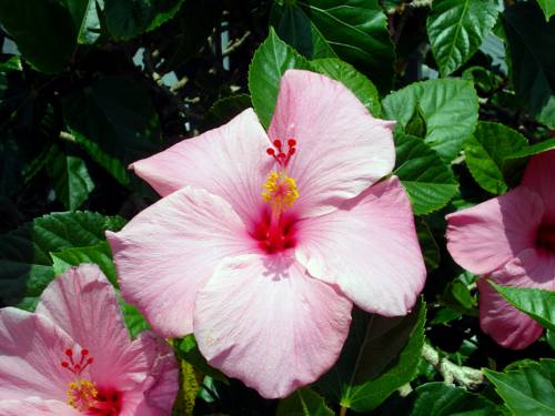 Imagen de la habitación del Hotel A Place To Be - Nokomis Beach. Foto 4