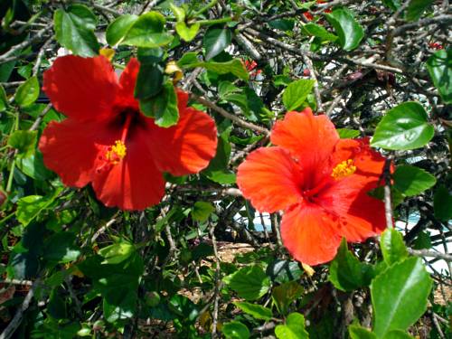 Imagen de la habitación del Hotel A Place To Be - Nokomis Beach. Foto 5