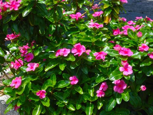 Imagen de la habitación del Hotel A Place To Be - Nokomis Beach. Foto 6