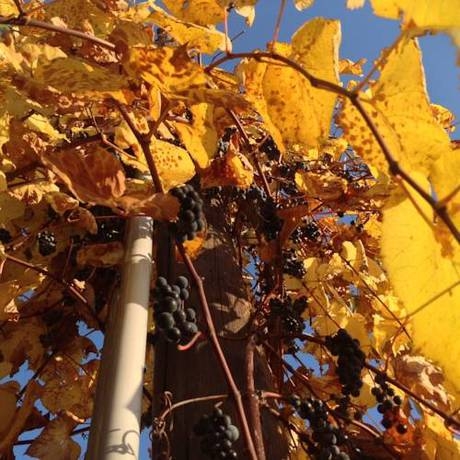 Imagen general del Hotel AJO Garden. Foto 7