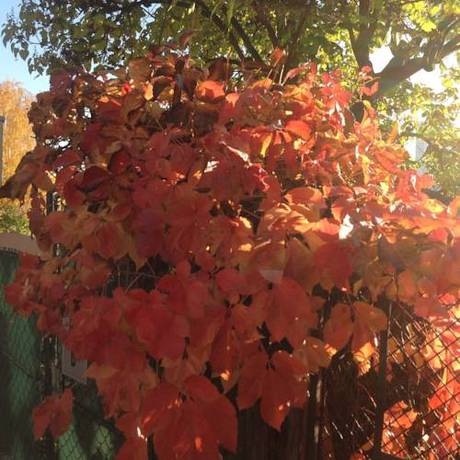 Imagen general del Hotel AJO Garden. Foto 8