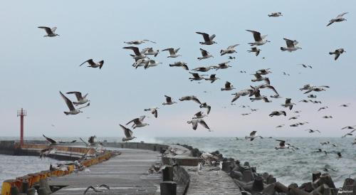 Imagen general del Hotel AMBER PORT. Foto 12