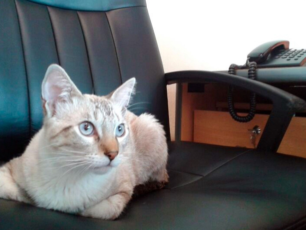 Imagen general del Hotel Áurea and Suites. Foto 2