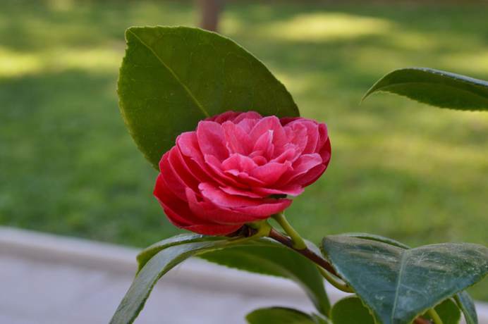 Imagen de los exteriores del Hotel Acropol. Foto 17