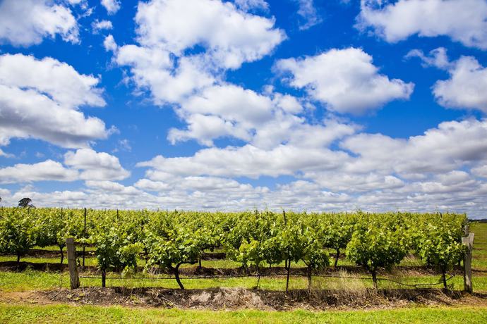 Imagen de los exteriores del Hotel Adina Vineyard. Foto 7