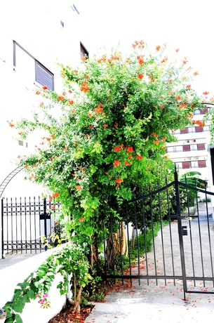 Imagen de los exteriores del Hotel Aegeon - Adults Only. Foto 9