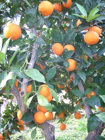 Imagen general del Hotel Agriturismo Bergi. Foto 10