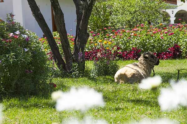 Imagen de los exteriores del Hotel Agustos Urubamba. Foto 6