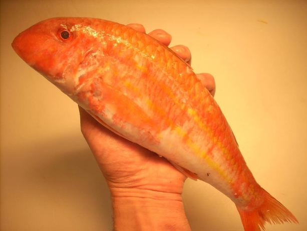 Imagen del bar/restaurante del Hotel Ai Campi Di Marcello. Foto 7