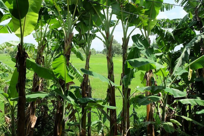 Imagen general del Hotel Ai Kham Nonghan View. Foto 17