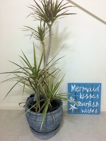 Imagen general del Hotel Al Mare Beachfront Retreat. Foto 12