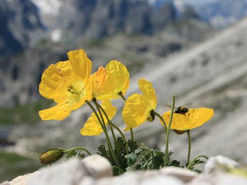 Imagen de la habitación del Hotel Al Plan Museum-osteria-oldtimer. Foto 3