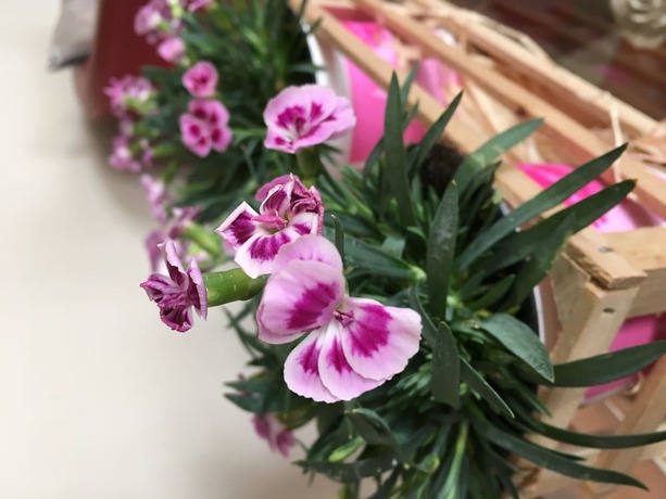 Imagen general del Hotel Al Sole - Preganziol. Foto 2