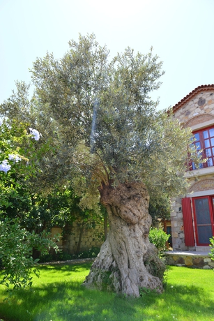 Imagen de los exteriores del Hotel Alacati Zeytin Konak. Foto 12