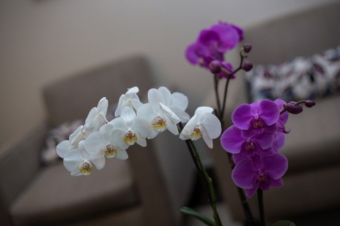 Imagen de los interiores del Hotel Aladino. Foto 16