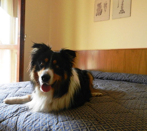 Imagen de la habitación del Hotel Albergo Al Milano. Foto 9