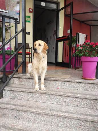 Imagen general del Hotel Albergo Renato. Foto 3