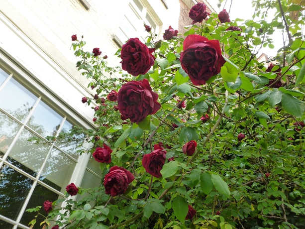 Imagen de los exteriores del Hotel Alegria, Brujas. Foto 13