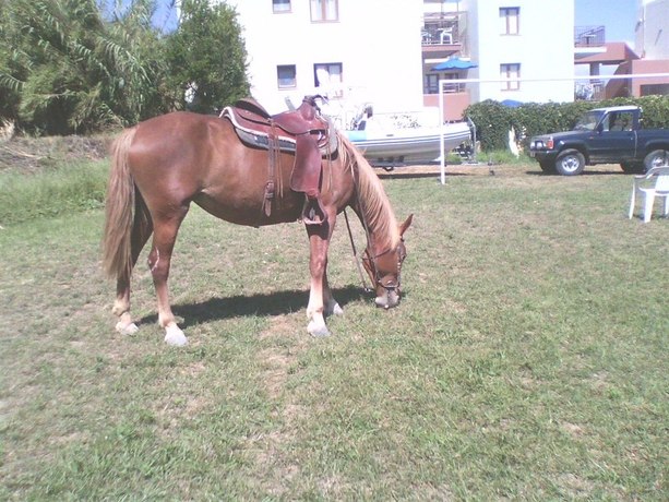 Imagen general del Hotel Alexandros M. Foto 3