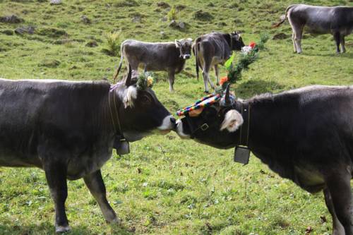 Imagen de la habitación del Hotel Alfaierhof-bergheimat. Foto 7