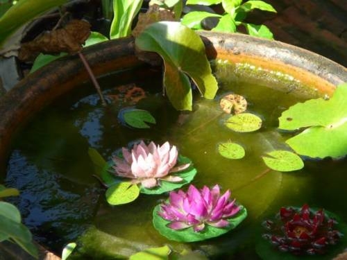 Imagen general del Hotel All In 1 Guesthouse Chiang Mai. Foto 2