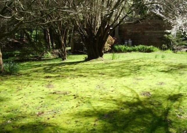 Imagen de los exteriores del Hotel Allenvale. Foto 27