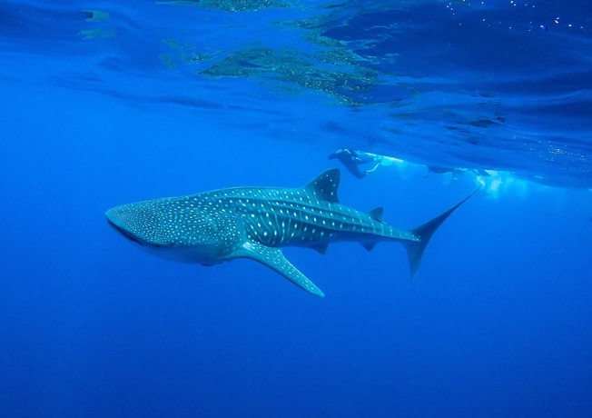 Imagen de los exteriores del Hotel Almare, a Luxury Collection Resort, Isla Mujeres, Adult All-Inclusive. Foto 11